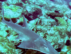 Rhynchobatus australiae