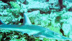 Rhynchobatus australiae