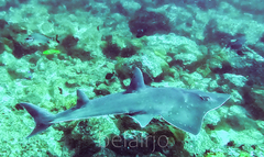 Rhynchobatus australiae