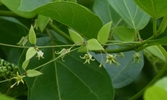Pentatropis nivalis
