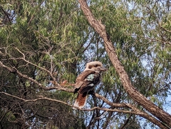 Dacelo novaeguineae novaeguineae