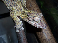 Henkel's Leaf-Tailed Gecko photo 1