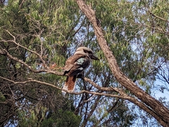 Dacelo novaeguineae novaeguineae