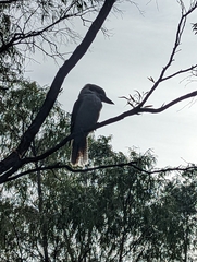 Dacelo novaeguineae novaeguineae