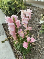 Antirrhinum