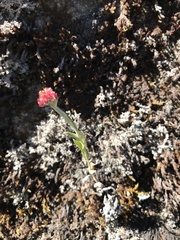 Pseudognaphalium roseum