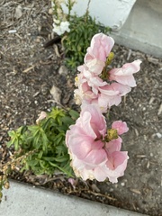 Antirrhinum
