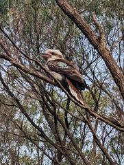 Dacelo novaeguineae novaeguineae