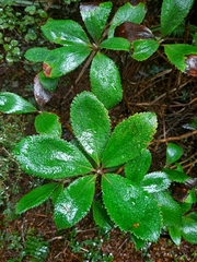 Macrolearia colensoi