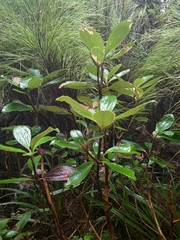 Macrolearia colensoi