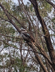 Dacelo novaeguineae novaeguineae