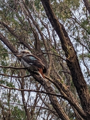 Dacelo novaeguineae novaeguineae