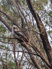 Dacelo novaeguineae novaeguineae