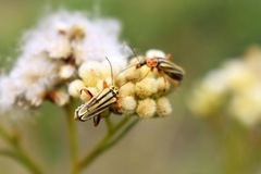 Chauliognathus scriptus