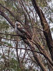 Dacelo novaeguineae novaeguineae