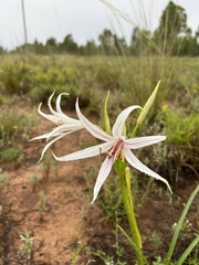 Crinum flaccidum
