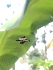 Gasteracantha geminata