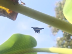 Gasteracantha geminata