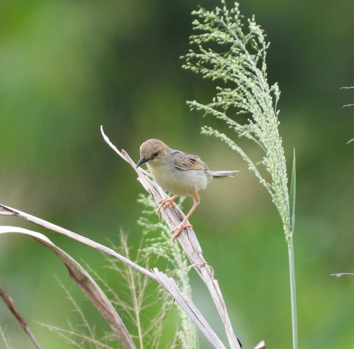 Coastal Cisticola (Cisticola haematocephalus), photo 4