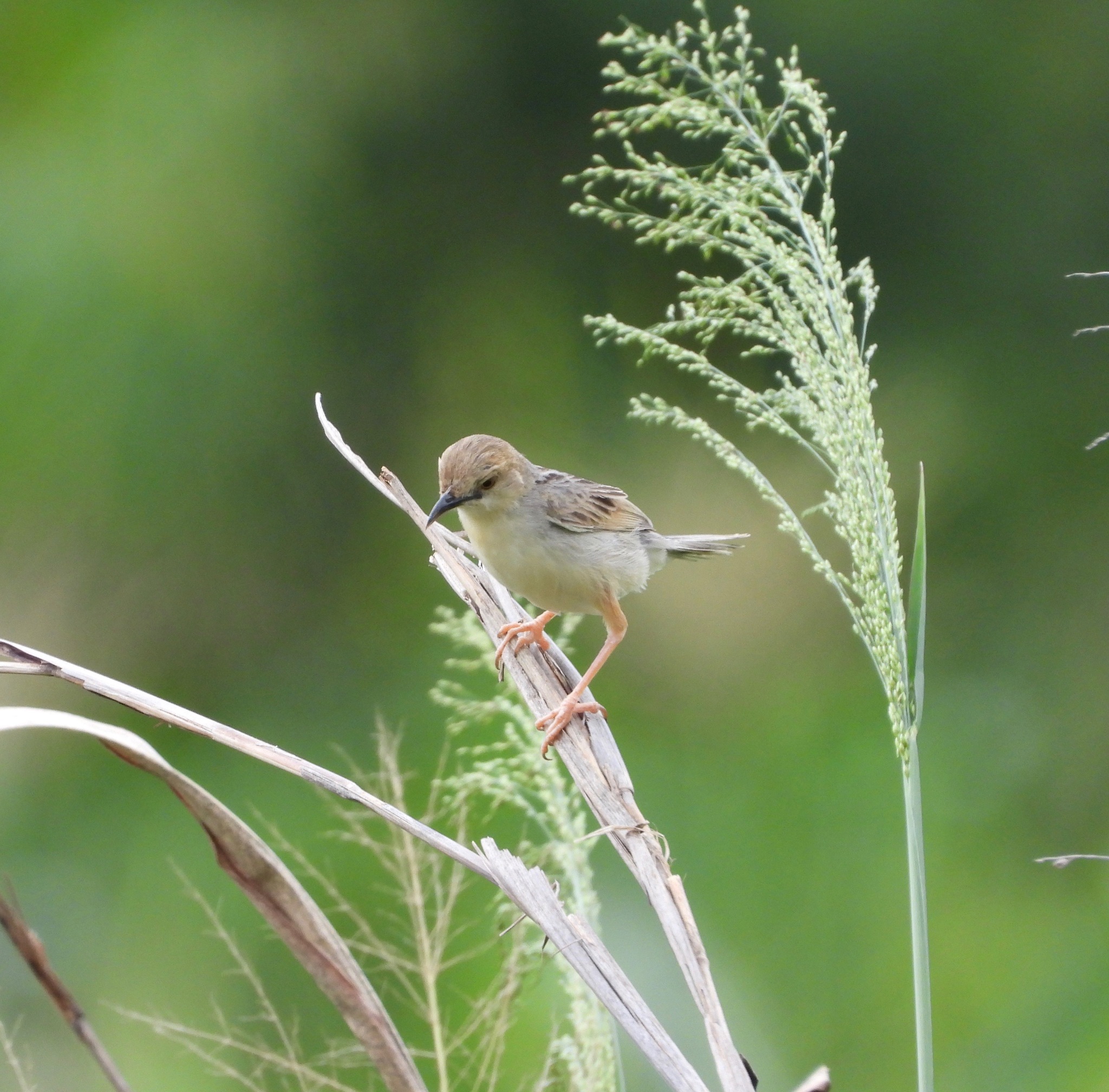 Coastal Cisticola illustration