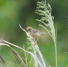 Cisticola haematocephalus