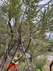 Banksia spinulosa
