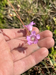 Agalinis maritima
