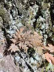 Selaginella moellendorffii