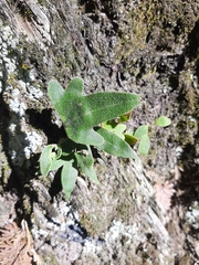 Pyrrosia polydactylos