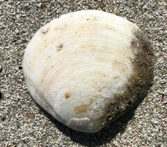 Pseudarcopagia decora