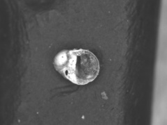 Theodoxus fluviatilis