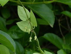 Pentatropis nivalis
