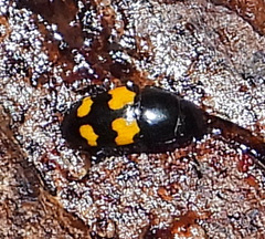 Glischrochilus fasciatus