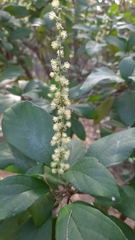 Mallotus philippensis