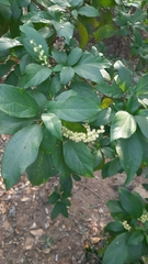 Mallotus philippensis