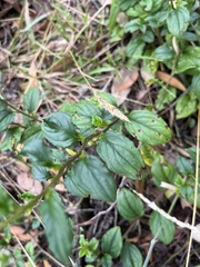 Hackelia latifolia
