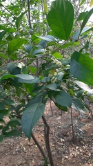 Mallotus philippensis