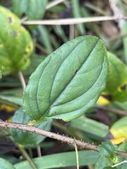 Hackelia latifolia