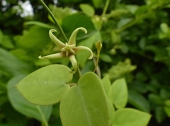 Pentatropis nivalis