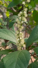 Mallotus philippensis