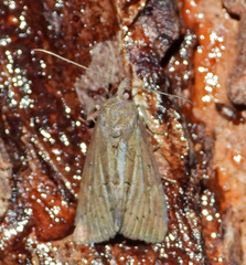Hypena scabra