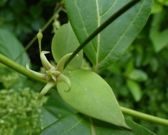 Pentatropis nivalis