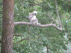 Semnopithecus schistaceus