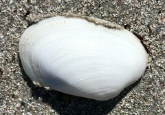 Venerupis galactites