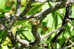 Epelis truncataria