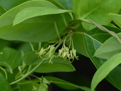 Pentatropis nivalis