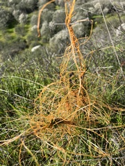 Cuscuta californica