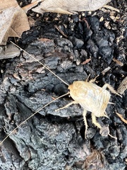 Periplaneta fuliginosa