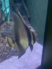 Ephippidae