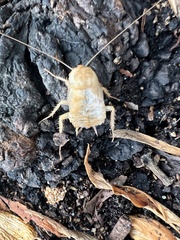 Periplaneta fuliginosa